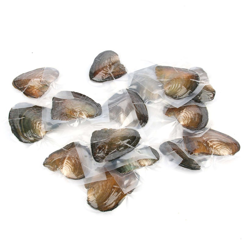 QSLLER 4PCS Freshwater Cultured Pearl Oyster with Round Pearls Inside 4 Colors (6.5-7.5mm) Jewelry Making or Birthday Gifts - Image 2
